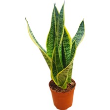 Kaptabahçe Alacalı Kılıç Çiçeği (Sansevieria Trifasciata ‘laurentii’) | 30 cm Yaprak Boyu