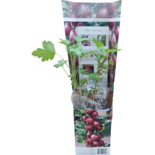 Ithal Bektaşi Üzümü | (Ribes Uva-Crispa) Patio Plant