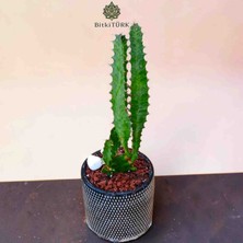 Beton Saksıda Ithal Europhia Trigona Afrika Süt Ağacı |bitkitürk Özel Seçim