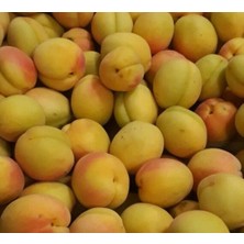 Bitkifidan 5 Yaş Yarı Bodur Şekerpare Kayısı Fidanı