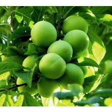 Bitkifidan 5 Yaş Yarı Bodur Papaz Erik Fidanı