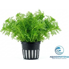 Aqua Expert Kolay Akvaryum Bitkisi - Limophila Sessiliflora (Ambulia) - Saksılı - 5 Dal