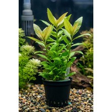Aqua Expert Kolay Akvaryum Bitkisi Hygrophila Polysperma Ceylon (Zeytin) - Saksılı - 5 Dal