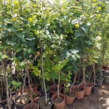 Taber 7 Yaş Aşılı Limon Ayva Fidanı , Tüplü