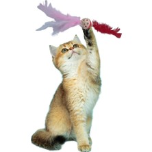 Senka Mey Ithalat® Tüylü Püsküllükedi Oyuncağıdikkat Çekici Renkli Sevimli Evcil Hayvan Oyuncağı