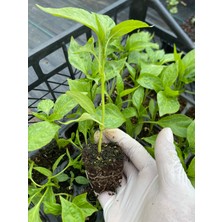 Ata Tohum Fide Seti 10 Domates 10 Biber 10 Patlıcan 5 Salatalık 1 Reyhan