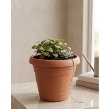 Veyla Style 3,75 Litre Hacim Tabaklı Plastik Saksı 17X19 cm