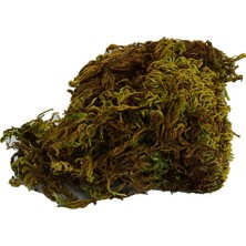 Xciks Collections Yosun Su Yosunu Doğal 100 gr Paket