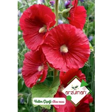 Arzuman Hatim Çiçeği Tohumu Alcea Rosea 50 Adet