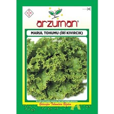 Arzuman Iri Kıvırcık Marul Tohumu 10 gr