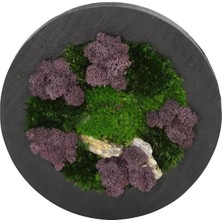 Yerli Duvar Bahçe Aranjman - Yaşayan Duvar Bitkileri 5