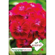 Arzuman Hüsnüyusuf Çiçeği Tohumu Dianthus Barbatus I. 100 Adet
