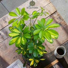 🌿 Bitkitürk Özel Seri | Ithal Alacalı Şeflera 80–90 cm Beton Saksıda