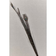 Paşabahçe Peacock 136 cm - 1 Adet