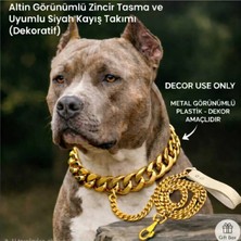 Gold Zincir Köpek Tasması ve Zincir Kayış - Dekoratif Plastik Zincir - Kolye Hediyeli
