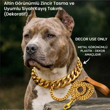 Gold Zincir Köpek Tasması ve Zincir Kayış - Dekoratif Plastik Zincir - Kolye Hediyeli
