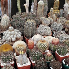 Hepta Collection Evvebahçe ( )