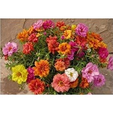 Calperia Kedi Tırnağı Çiçeği Tohumu, 10-12 Adet Pakette