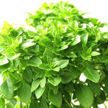 Mutbirlik Saksılık Top Fesleğen Fidesi-10 Adet