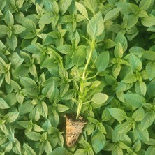 Mutbirlik Anadolu Fesleğen Fidesi-5 Adet