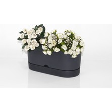 Emin Home 1'li  Begonya Balkon Saksı 30 cm 5.5 Lt