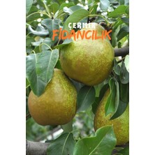 Çermik Fidancılık 9 Adet Bodur Aşılı Ankara Armut Fidanı 3 Yaş