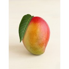 Süper Kalite Mango Meyve 1 Adet