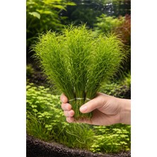 Aqua Expert Kolay Akvaryum Bitkisi - Lepistes Otu (Najas Guadalupensis) Ithal Canlı Akvaryum Bitkisi – Kolay Bakım – 5 Dal