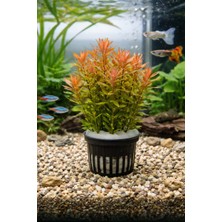 Aqua Expert Canlı Akvaryum Bitkisi - Rotala Rotundifolia Red (Vietnam H’ra Form) – Premium Form - 5 Dal
