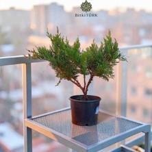 🌿 Bitkitürk Özel Seri | 5 Yaş Ardıç Bonsai – Juniperus 🌿