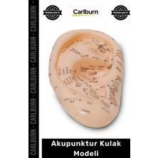 Carlburn Özel Üretim Profesyonel Medikal Eğitim Anatomik Yapı Silikon Materyal Terapi Akupunktur Kulak Modeli