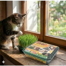 Hakay Sindirim Rahatlatıcı Kedi Çimi