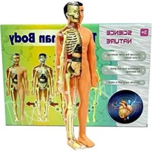 Hakay Insan Vücudu ve Iskelet Sistemi Eğitici Modeli