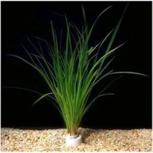 Hakay Cyperus Juncus Canlı Bitki Saksısı