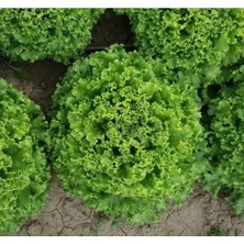 Hakay Çoklu Tohum Kıvırcık Marul - 5 Gram