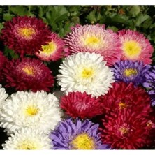 Hakay Saraypati Bodur Çiçeği - 125 Tohum (Karışık Renk)