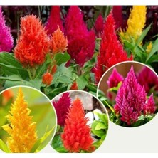 Hakay 200 Tohum Horoz Ibiği Püskül - Karışık Renk