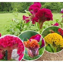 Hakay Karışık Renkli Horoz Ibiği Balta Tohum Seti - 200 Adet