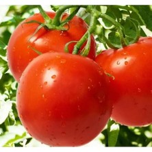 Hakay Bahçelik Falcon Domates Tohumu - Çoklu Seçenek - 3 Gram