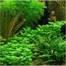 Hakay Lobelia Cardinalis Saksı Canlı Bitki