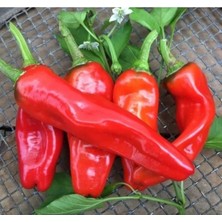 Hakay Isot Biber Tohumu - 5 Gram