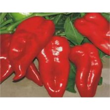 Hakay Biber Yağlık Tohumu - 10 gr Lezzetli ve Sağlıklı