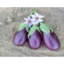 Hakay Adana Dolmalık Patlıcan Tohumu - 10 gr