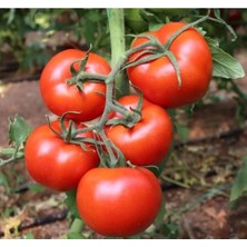 Hakay Hibrit Domates Tohumu - Sıra Dışı Lezzet - 10 Adet