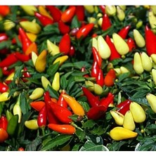 Hakay Sarı Konik Biber Tohumu (Çoklu) - 3 Gram