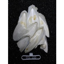 Hakay Iri Parçalı Kırık Mürekkep Balığı (Kalamar) Kemiği 100 gr + Tutacak