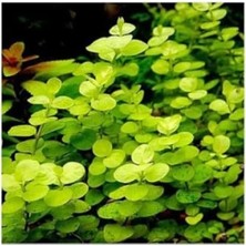 Hakay Lysimachia Nummularia Aurea Saksı Canlı Bitki