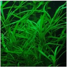 Hakay Narrow Leaf Hygrophila Saksı Canlı Bitki