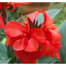 Hakay Kırmızı Canna Tohumu - Tesbih Çiçeği (1 Tohum)