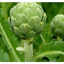 Hakay Güvenilir Enginar Çoklu Tohum - 3 Gram